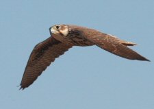 prairie falcon