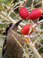 black-cheeked woodpecker