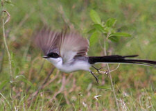 fork-tailed flycatcher