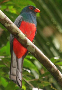 slaty-tailed trogon