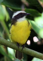 social flycatcher