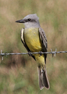 tropical kingbird