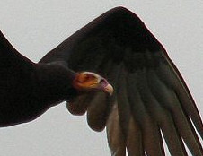 yellow-headed vulture