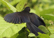 groove-billed ani