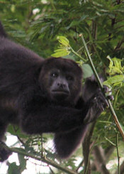 howler monkey