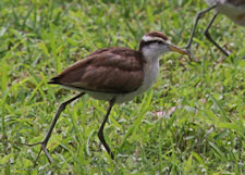 jacana