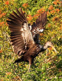 limpkin