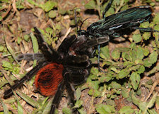 tarantula hawk