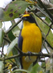 yellow throated euphonia