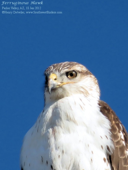 Ferruginous Hawk