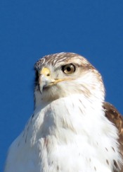 Ferruginous Hawk