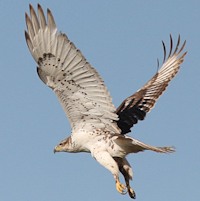 Ferruginous Hawk