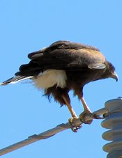 Harris's Hawk