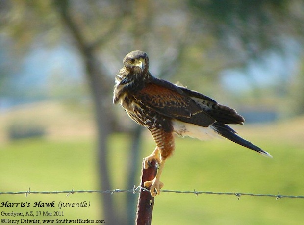 Harris's Hawk