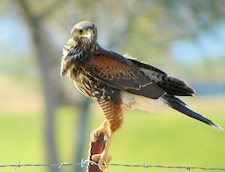 Harris's Hawk