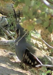 Mountain Quail