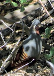 Mountain Quail