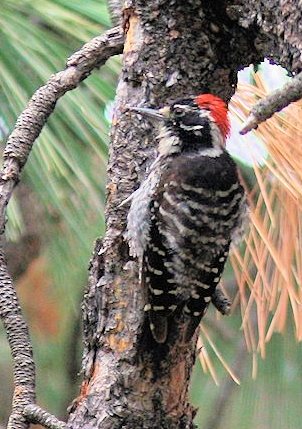 Nuttall's Woodpecker