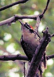 Nuttall's Woodpecker