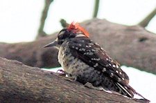 Nuttall's Woodpecker