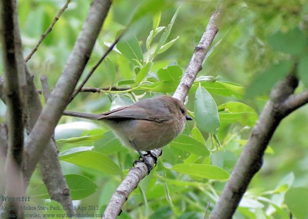 Wrentit