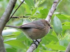 Wrentit