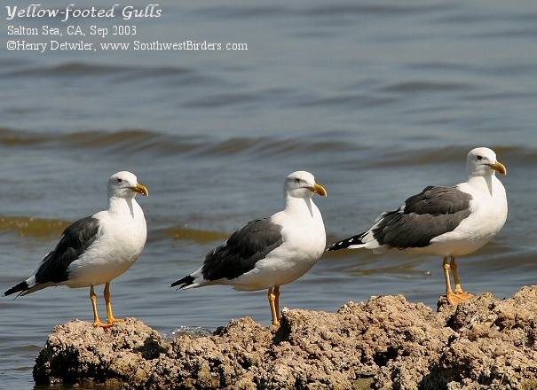 Yellow-footed Gull