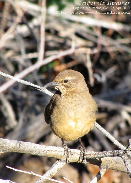 California Thrasher