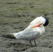 Elegant Tern, San Diego