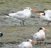 Elegant Tern, San Diego