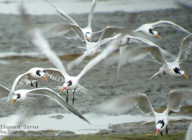 Elegant Tern, San Diego