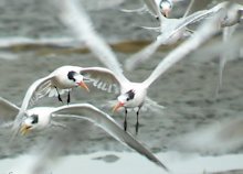 Elegant Tern, San Diego