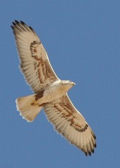 Ferruginous Hawk