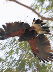 Harris's Hawk