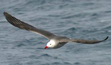 Heerman's Gull