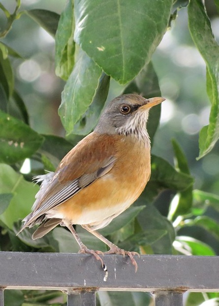 Rufous-backed Robin