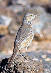 Sage Thrasher