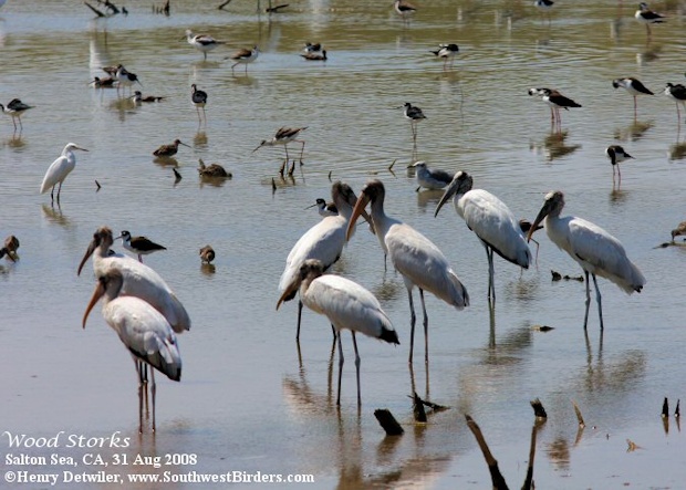 Wood Stork