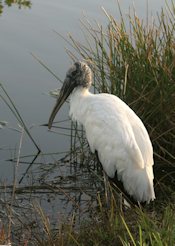 Wood Stork