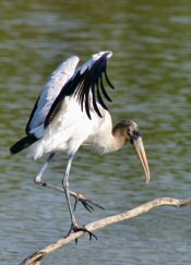 Wood Stork