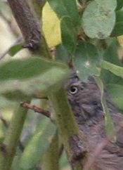 Wrentit