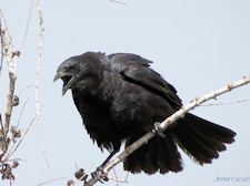 American Crow