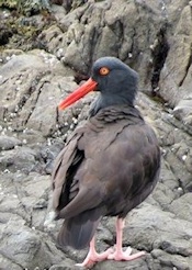 Black Oystercatcher