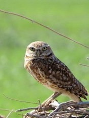 Burrowing owl