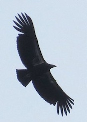 California Condor