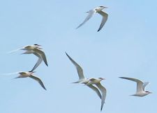 elegant tern