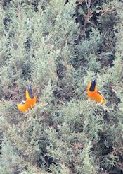 Hooded Orioles