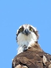 Osprey