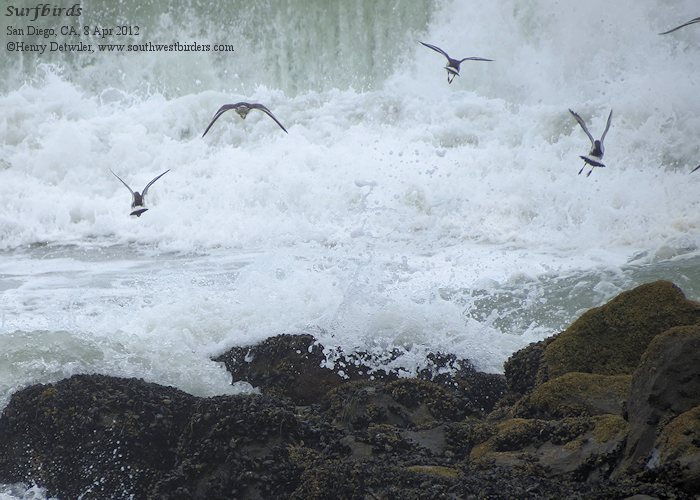 Puffins in Iceland