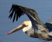 brown pelican